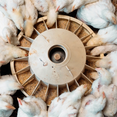POULTRY SPRAYER